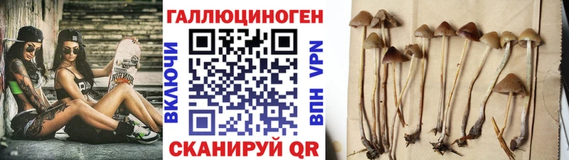 купить наркотики цена  Багратионовск  Псилоцибиновые грибы GOLDEN TEACHER 